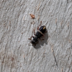 Lemidia accincta at Cantor Crescent Woodland, Higgins - 18 Mar 2024