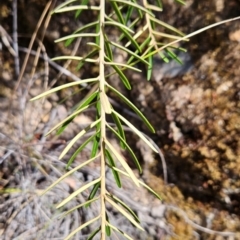 Astrotricha ledifolia (Common Star-hair) at Black Mountain - 19 Mar 2024 by BethanyDunne