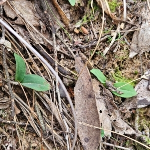 Chiloglottis sp. at Black Mountain - 19 Mar 2024