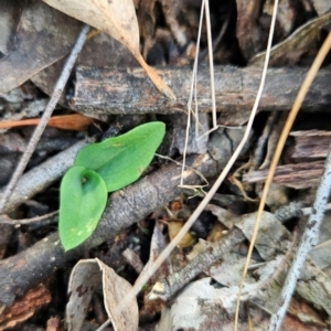 Chiloglottis sp. at Black Mountain - 19 Mar 2024