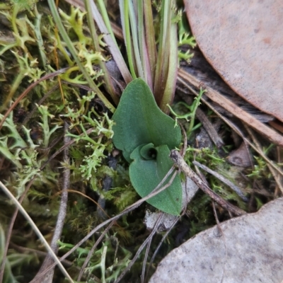 Chiloglottis sp. (A Bird/Wasp Orchid) at Acton, ACT - 19 Mar 2024 by BethanyDunne