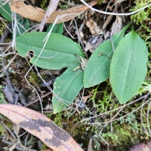 Chiloglottis sp. at Black Mountain - 19 Mar 2024