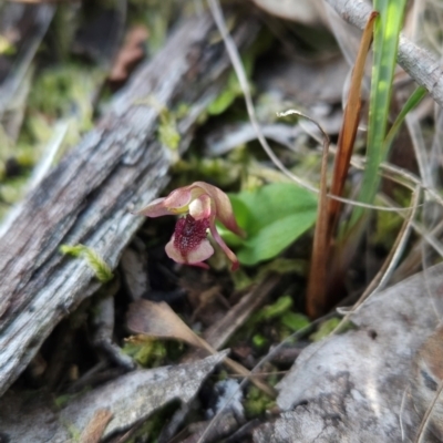 Chiloglottis reflexa (Short-clubbed Wasp Orchid) at Black Mountain - 19 Mar 2024 by BethanyDunne