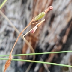 Speculantha rubescens (Blushing Tiny Greenhood) at Black Mountain - 19 Mar 2024 by BethanyDunne