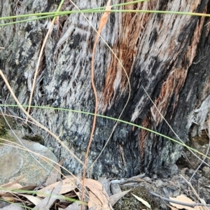 Speculantha rubescens at Black Mountain - suppressed