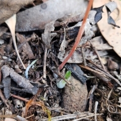 Speculantha rubescens at Black Mountain - suppressed