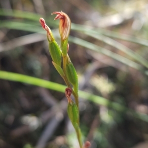 Speculantha rubescens at Black Mountain - 19 Mar 2024