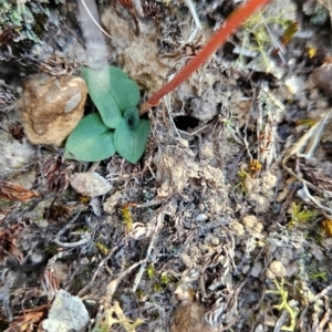 Speculantha rubescens at Point 5822 - 19 Mar 2024