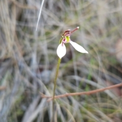 Eriochilus cucullatus (Parson's Bands) at Black Mountain - 19 Mar 2024 by BethanyDunne