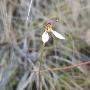 Eriochilus cucullatus at Point 5822 - 19 Mar 2024