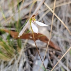 Eriochilus cucullatus (Parson's Bands) at Black Mountain - 19 Mar 2024 by BethanyDunne