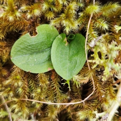 Pterostylis sp. (A Greenhood) at Black Mountain - 19 Mar 2024 by BethanyDunne