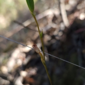 Speculantha rubescens at Black Mountain - suppressed