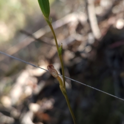 Speculantha rubescens (Blushing Tiny Greenhood) at Acton, ACT - 19 Mar 2024 by BethanyDunne