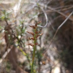 Corunastylis cornuta at Black Mountain - suppressed