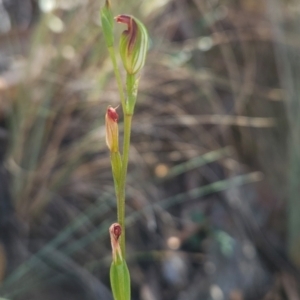 Speculantha rubescens at Black Mountain - 19 Mar 2024