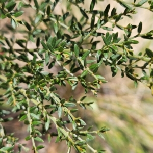 Mirbelia oxylobioides at Black Mountain - 19 Mar 2024 12:30 PM