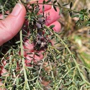 Mirbelia oxylobioides at Black Mountain - 19 Mar 2024 12:30 PM