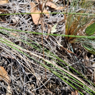 Thelymitra (Genus) (Sun Orchid) at Black Mountain - 19 Mar 2024 by BethanyDunne