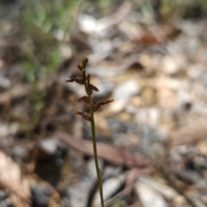 Corunastylis clivicola at Black Mountain - 19 Mar 2024