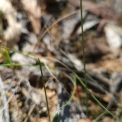 Corunastylis clivicola at Black Mountain - 19 Mar 2024