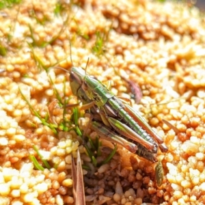 Unidentified Grasshopper (several families) at suppressed by HelenCross