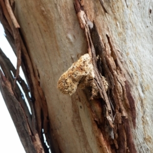 Laetiporus portentosus at Cantor Crescent Woodland, Higgins - 18 Mar 2024