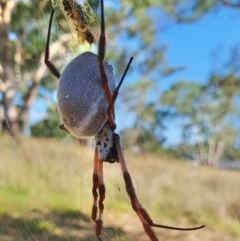 Trichonephila edulis (Golden orb weaver) at Gunning Bush Block - 19 Mar 2024 by JohnS