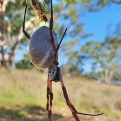 Trichonephila edulis (Golden orb weaver) at Gunning Bush Block - 18 Mar 2024 by JohnS