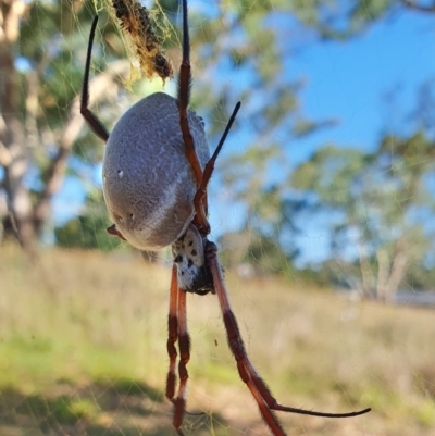 Trichonephila edulis (Golden orb weaver) at Gunning Bush Block - 18 Mar 2024 by JohnS