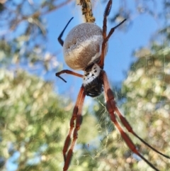 Trichonephila edulis at Gunning Bush Block - 19 Mar 2024 09:40 AM