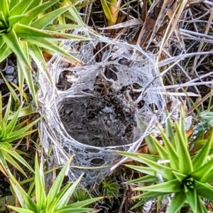 Mygalomorphae (infraorder) at Kosciuszko National Park - 19 Mar 2024