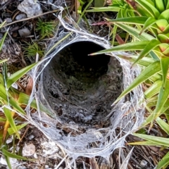 Mygalomorphae (infraorder) at Kosciuszko National Park - 19 Mar 2024