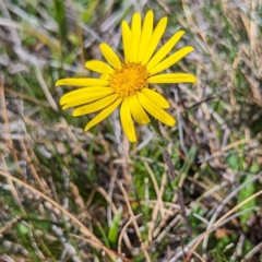 Scapisenecio pectinatus var. major (Alpine Groundsel) at Kosciuszko National Park - 19 Mar 2024 by HelenCross