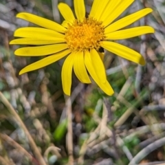 Scapisenecio pectinatus var. major at Kosciuszko National Park - 19 Mar 2024