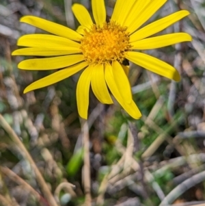 Scapisenecio pectinatus var. major at Kosciuszko National Park - 19 Mar 2024