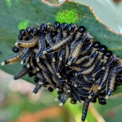 Perginae sp. (subfamily) (Unidentified pergine sawfly) at Kosciuszko National Park - 19 Mar 2024 by HelenCross