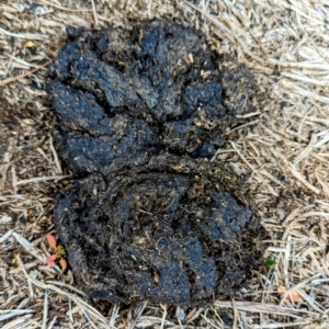 Sus scrofa at Kosciuszko National Park - suppressed