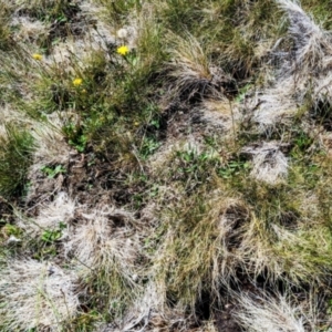 Sus scrofa at Kosciuszko National Park - suppressed