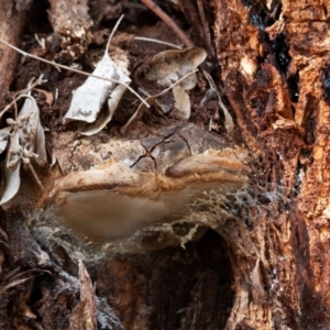 Phellinus sp. (non-resupinate) at Cantor Crescent Woodland, Higgins - 18 Mar 2024 12:18 PM