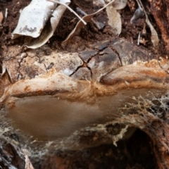 Phellinus sp. (non-resupinate) at Cantor Crescent Woodland, Higgins - 18 Mar 2024 12:18 PM