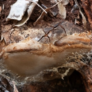 Phellinus sp. (non-resupinate) at Cantor Crescent Woodland, Higgins - 18 Mar 2024 12:18 PM