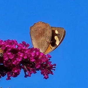 Heteronympha merope (Common Brown Butterfly) at QPRC LGA by MatthewFrawley