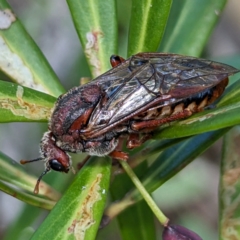 Pseudoperga sp. (genus) (Sawfly, Spitfire) at Kosciuszko National Park - 19 Mar 2024 by HelenCross