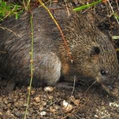 Isoodon obesulus obesulus (Southern Brown Bandicoot) at Paddys River, ACT - 17 Mar 2024 by JohnBundock