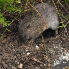 Isoodon obesulus obesulus at Tidbinbilla Nature Reserve - 17 Mar 2024