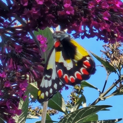 Delias aganippe (Spotted Jezebel) at Braidwood, NSW - 19 Mar 2024 by MatthewFrawley