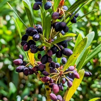 Tasmannia xerophila subsp. xerophila (Alpine Pepperbush) at Geehi, NSW - 19 Mar 2024 by HelenCross