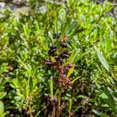 Tasmannia xerophila subsp. xerophila at Kosciuszko National Park - 19 Mar 2024 02:13 PM