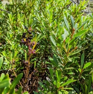 Tasmannia xerophila subsp. xerophila at Kosciuszko National Park - 19 Mar 2024